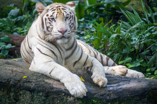 A White Tiger at Singapore Zoo